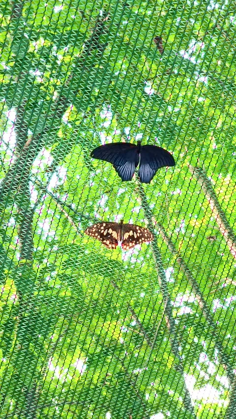 Two Tropical Butterflies Resting on Protective Mesh Netting in Conservatory Stock Footage 341349145