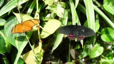 Two tropical butterflies resting side by side on green foliage Stock Footage 344919089