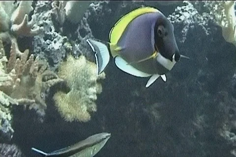 Two tropical fish Stock Footage 102377