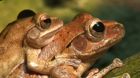 Two tropical frogs, close-up Video stock 64327