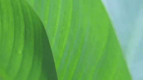 Two tropical leaves closeup Stock Footage 25036740