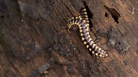 Two Tropical Millipedes Crawling Across Decaying Wood in Rainforest 스톡 동영상 337765636