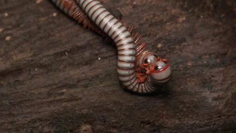 Two Tropical Millipedes Interacting on Decaying Wood Thailand Stockbeeldmateriaal 335261039