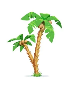 Two tropical palm with coconut Stock Illustration
