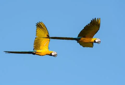 Two tropical parrots, Macaws soaring in the sunlight, birds in wild. Foto stock