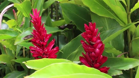 Two tropical red ginger flowers 스톡 동영상 168322254