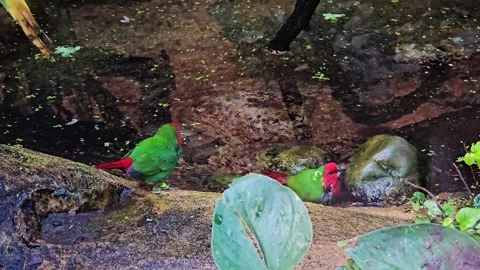 Two tropical sparrows bathing Stock Footage 296538762