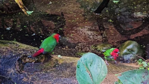 Two tropical sparrows bathing Stock Footage 296545394