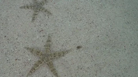 Two Tropical Starfish Resting on Sandy Seabed Beneath Clear Shallow Water Stock Footage 339826560
