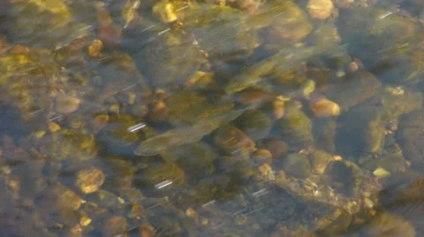 Two Trout in River close up Stock Footage
