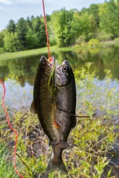 Two Trout on a Stringer Stock Photos