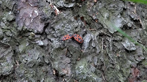 Two true bug together on tree bark Stock Footage 51693261