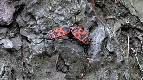 Two true bug together on tree bark - closeup Stock Footage 51693267