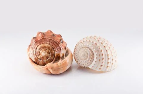 Two trumpet shells on the white background Foto stock