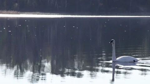 Two trumpeter swans Stock Footage 73060698