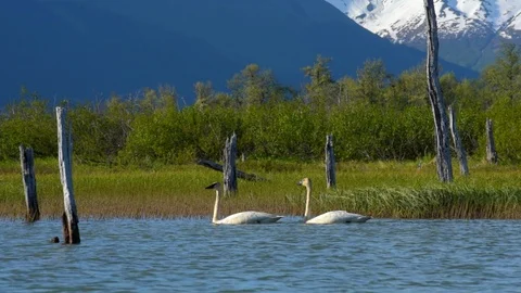 Two Trumpeter Swans on a lake Stock Footage 90880797