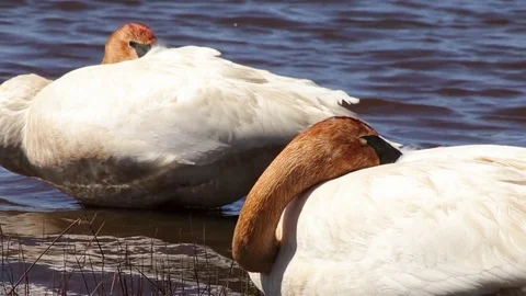Two Trumpeter Swans at Rest Vídeo Stock 79627227