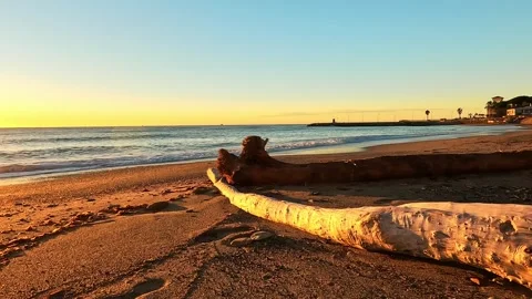 Two trunks abandoned on the beach by the storm surge Stock Footage 313634318