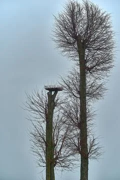 Two trunks of an abstract old dry trees Stock Photos