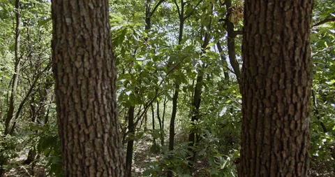 Two trunks in the forest. Tracking shot. Stock Footage 158744803