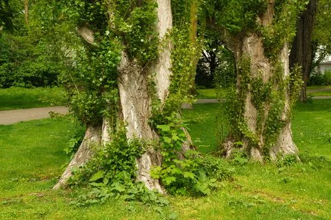Two trunks of huge trees in the park with green climbing plants. Stock Photos