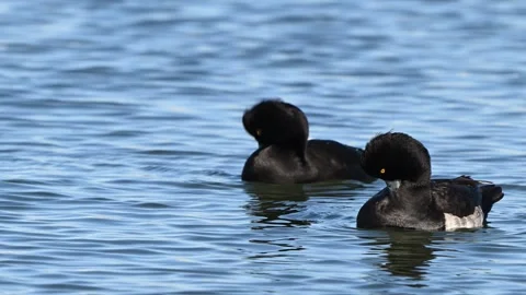 Two Tufted Ducks Aythya fuligula preening feathers on the lake. Slow motion Stock Footage 297123168