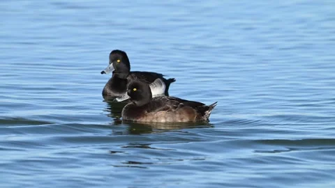 Two Tufted Ducks Aythya fuligula swimming on the lake. Slow motion. Close-up Stock-Footage 297898065