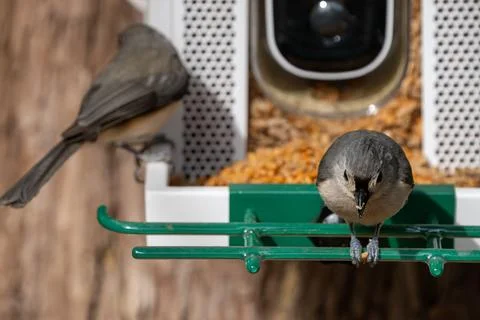 Two Tufted Titmice Фото