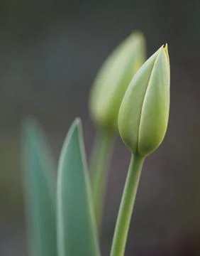 Two tulip buds Stock Photos