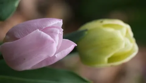Two tulips close-up vertical Stock Footage 11019797