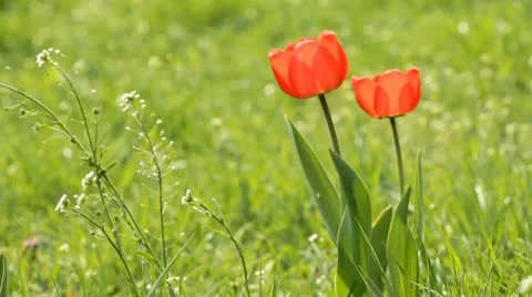 Two tulips Video stock 10703724