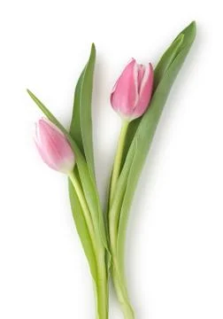 Two tulips Stock Photos
