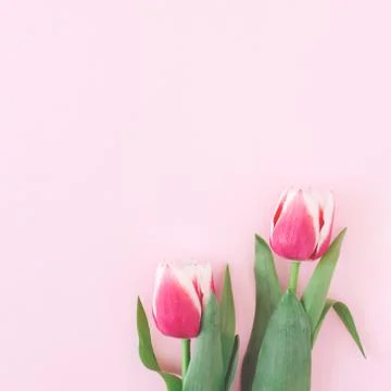Two tulips on pink background. Stock Photos