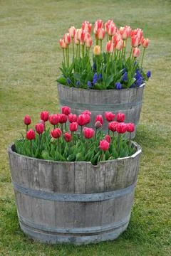 Two tulips planters Stock Photos