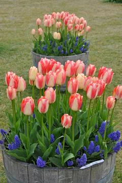 Two tulips planters Stock Photos