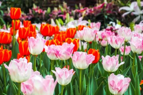 Two tulips pointing at the sky next to the forest orange tulips symbolizing g Stock Photos