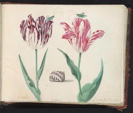 Two tulips with shell and two crickets; Congaster / La Princesse de Paris.... Stock Photos