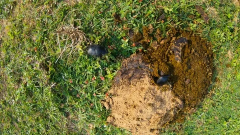 Two tumblebugs burrow hole in pile of dung on green grass top view Stock Footage 126265090