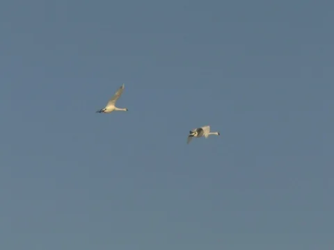 Two Tundra Swans Fly against a blue sky, with swans calling below Stock Footage 124679886