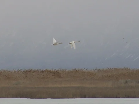 Two Tundra Swans Taking Off on a Cloudy Snowy Day Stock Footage 124716931