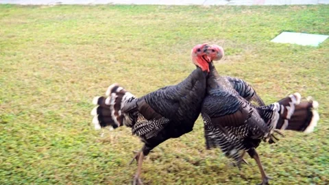 Two Turkey Bird Fight Vídeo Stock 142268873