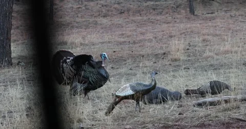 Two Turkey Gobblers Approach Cautiously after having knocked Turkey Decoy over Stock Footage 266842776
