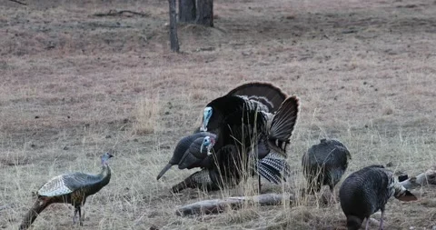 Two Turkey Gobblers Approach Turkey Decoys and one knocks decoy over Stock Footage 266842825