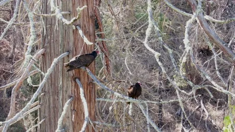 Two Turkey vultures resting in a tree Video stock 161770559