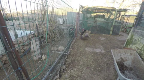 Two turkey walking divided mesh fence Stock Footage 61198611