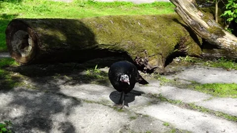 Two turkeys Video stock 130918854