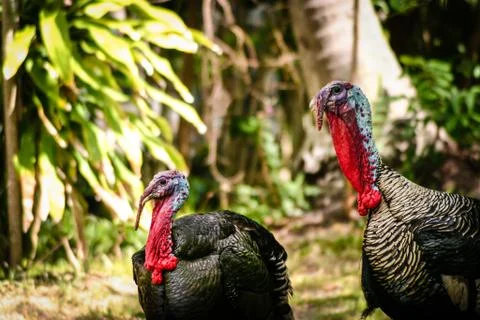 Two Turkeys in the garden. 스톡 사진