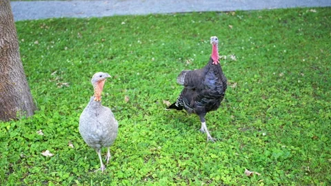 Two Turkeys on Green Grass Stock Footage 293228669