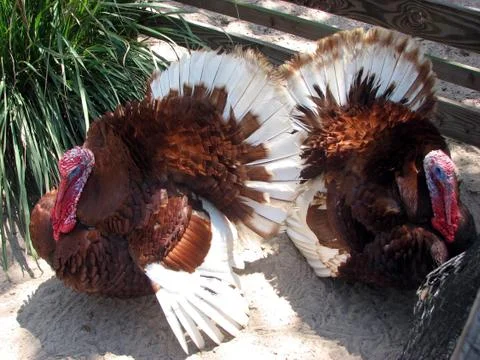 Two Turkeys Stock Photos