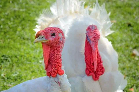 Two turkeys 库存照片
